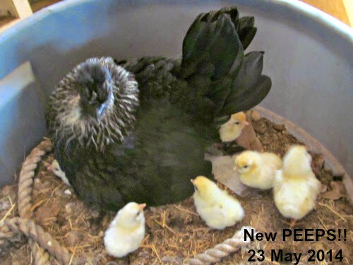 14may23peeps235.jpg
