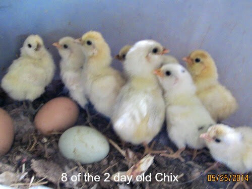 14may25chix263.jpg