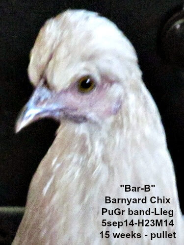 14sep5chix400a.jpg