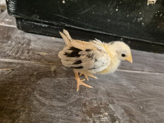 chick1.jpg