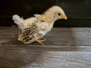 chick2.jpg