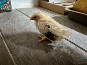 chick 3.jpg