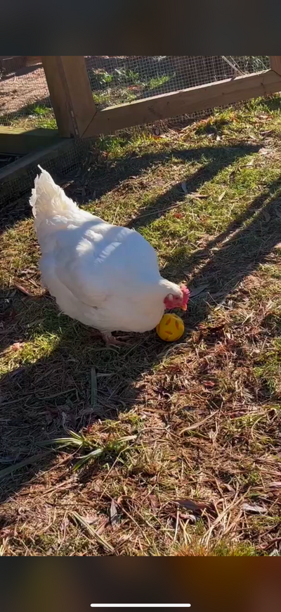 ducky with feathers.png