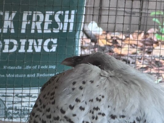 chick 2.jpg
