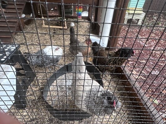 chick 4.jpg