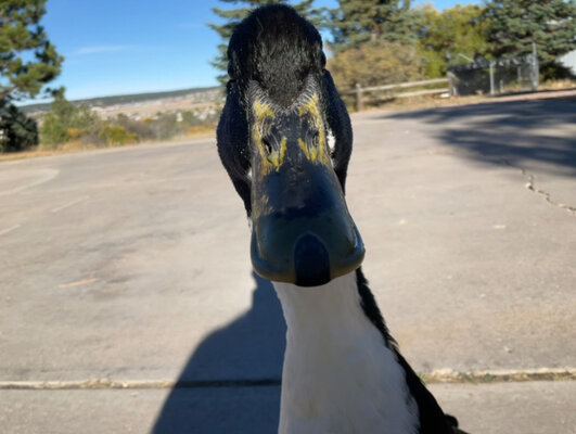 IMG_5270.jpeg