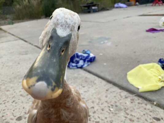 IMG_4348.jpeg