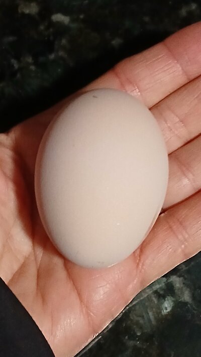 25 Jan 14 Opal first egg.jpg