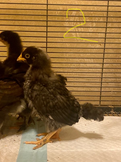 chick 2.png