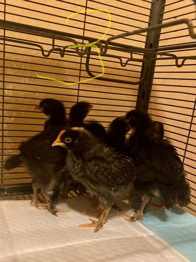 chick 3.png