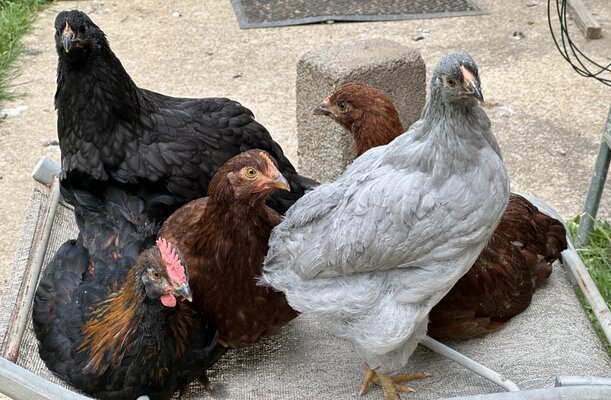 2023.05.19 chickens 13 Sobriety Clutch.JPG