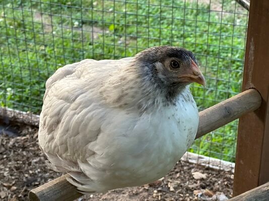 2023.06.28 chickens 03 Derby.JPG