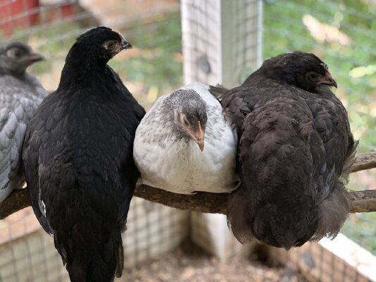 2023.06.24 chickens 12 Lucy Derby Mole.jpg