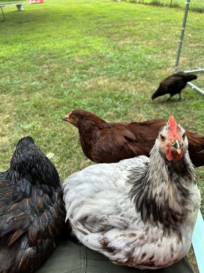 2023.08.06 01 chickens 02 lap full of chickens Citronella PB Nugget.jpg