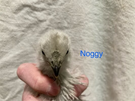 IMG_0126.jpeg
