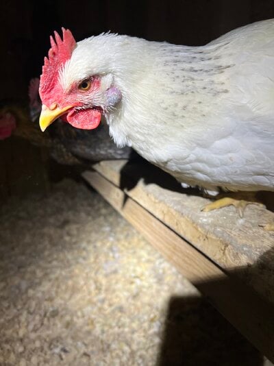 IMG_8700.jpeg