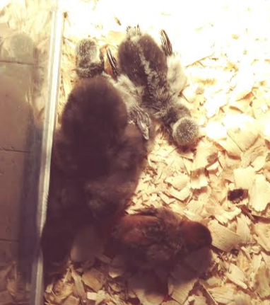 Chicks_II (2021_01_12 08_34_49 UTC).PNG