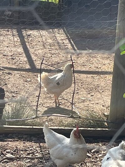Foghorn 2.jpg Foghorn 2.jpg