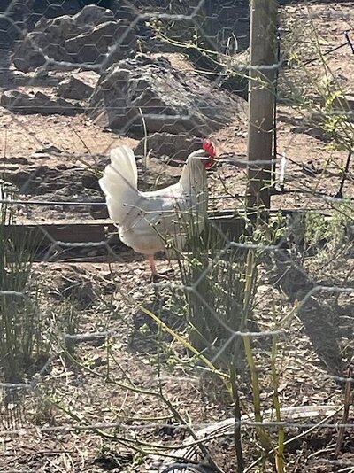 Foghorn 6.jpg Foghorn 6.jpg
