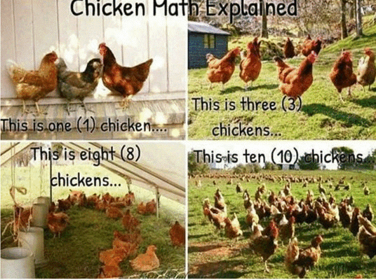 chicken math2.gif