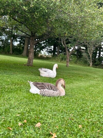 lovebirds.jpeg