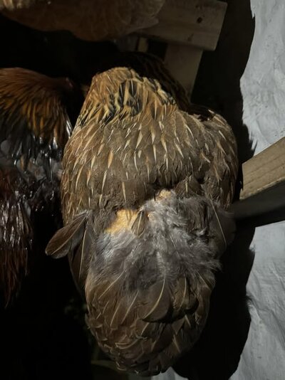 Chicken.jpg