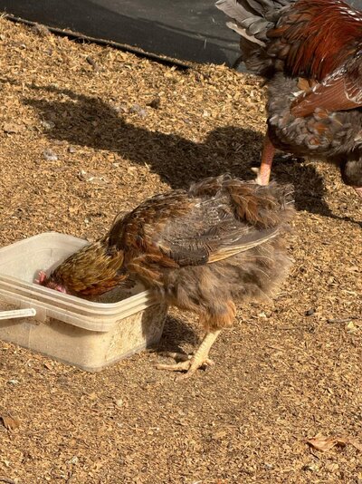 chicken 2.jpg