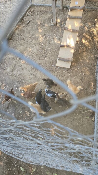 Chickens 2.jpg