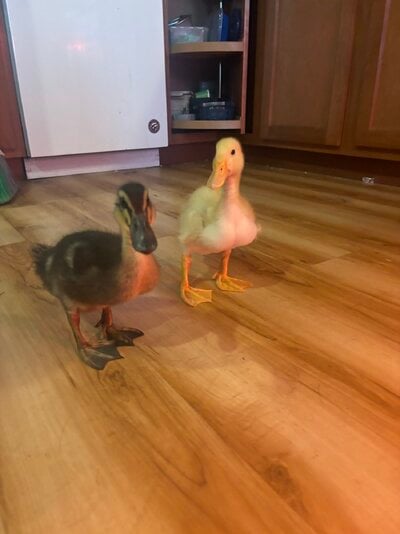 IMG_1727.jpeg