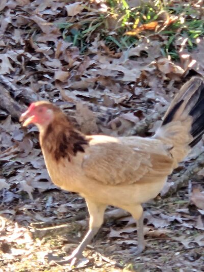 hen.jpg