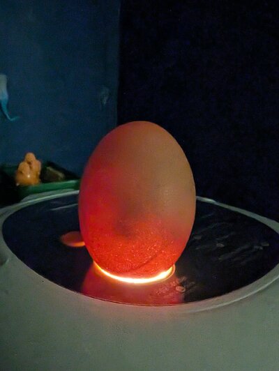egg 4.jpg