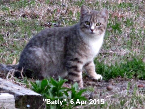 15mar6bat470.jpg