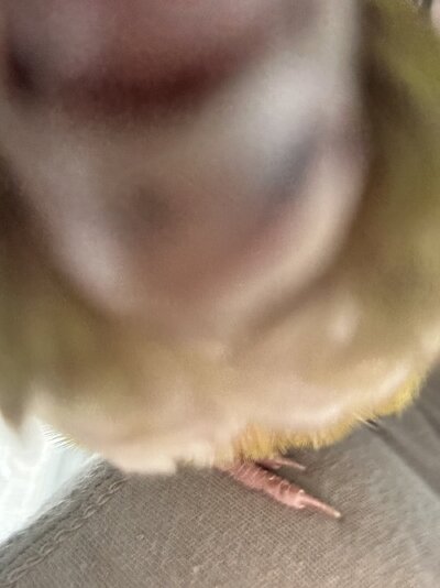 IMG_2106.jpeg