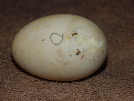 DSCN0939.JPG
