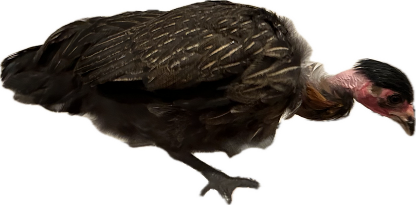 Subject.png