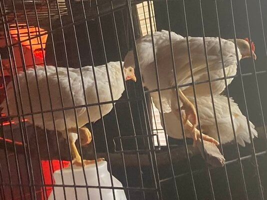 White rock roosters 8 weeks old.jpg