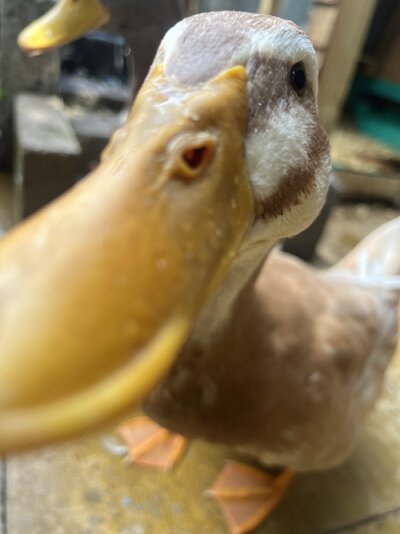 IMG_1537.jpeg
