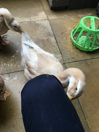 IMG_1199.jpeg