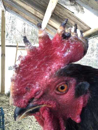 chicken 2.jpeg