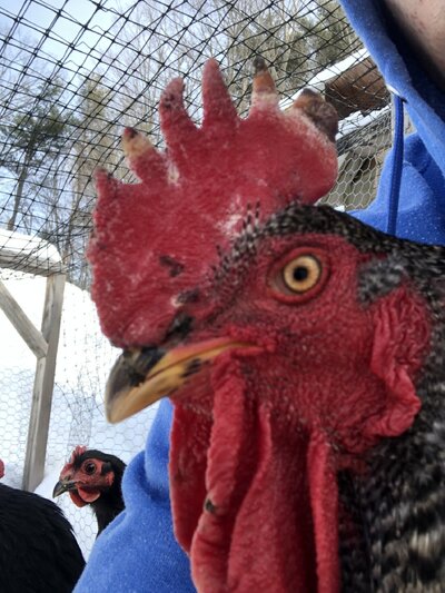 chicken 4.jpeg