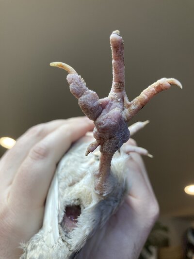 quail_foot_1.jpg