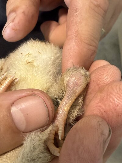 chick pic.jpg