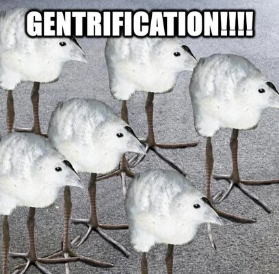 FUNNY ANIMALS MEMES.jpeg