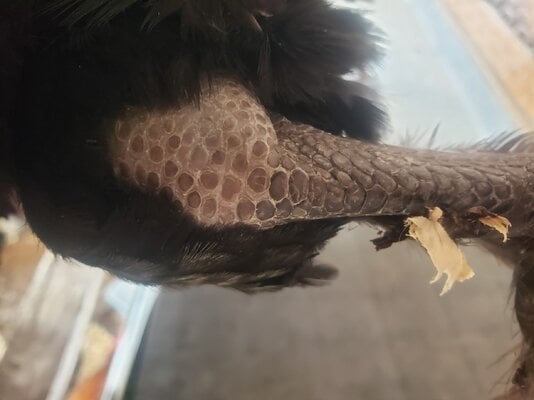 leg4.jpg