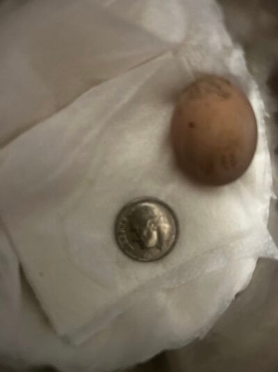 atinyegg.jpg