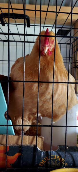 buff hen 1.jpg