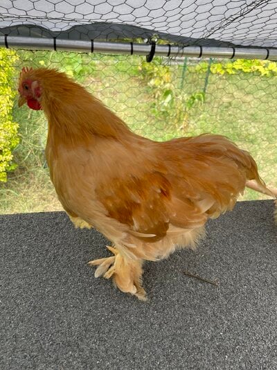 IMG_6105.jpeg