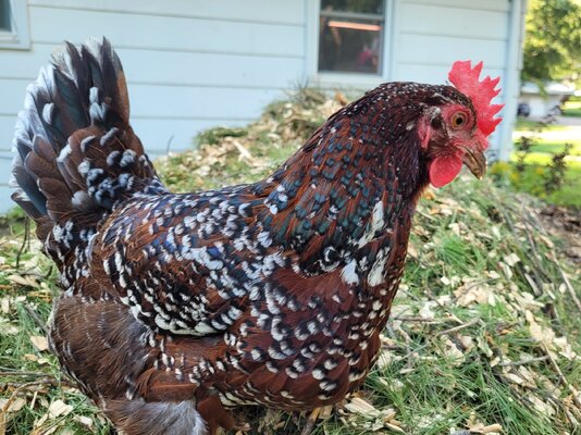 Rocky the hen contemplates the giant mulch pile.jpg