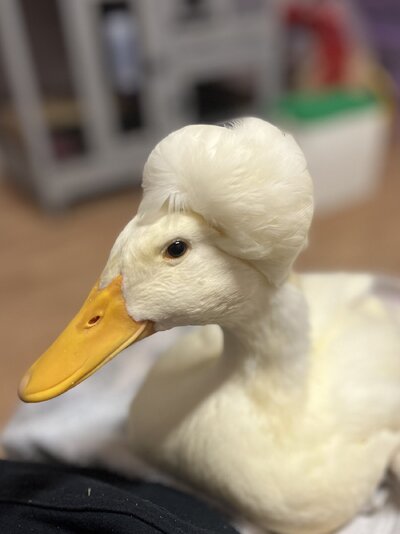 Donald1.jpg