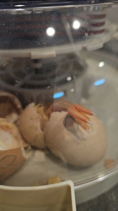 chick hatching4 020725.jpg